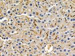 Neuroligin 2 Polyclonal Antibody