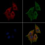 NLRP3 Antibody in Immunocytochemistry (ICC/IF)