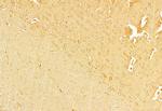 NLRP3 Antibody in Immunohistochemistry (Paraffin) (IHC (P))