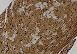 NLRP3 Polyclonal Antibody