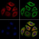 NPW Polyclonal Antibody