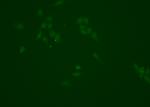 NQO1 Polyclonal Antibody