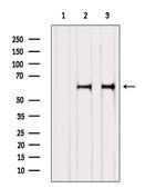 NOR-1 Polyclonal Antibody