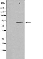 NOR-1 Polyclonal Antibody