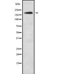 NRXN3 Polyclonal Antibody