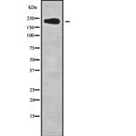 NUP214 Polyclonal Antibody