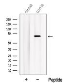 Nurr1 Polyclonal Antibody