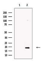 OMP Antibody in Western Blot (WB)