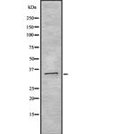 OLIG1 Antibody in Western Blot (WB)
