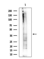 OLIG1 Polyclonal Antibody