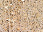 P2Y2 Antibody in Immunohistochemistry (Paraffin) (IHC (P))