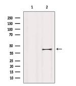 LPAR6 Antibody in Western Blot (WB)