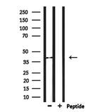 LPAR6 Antibody in Western Blot (WB)