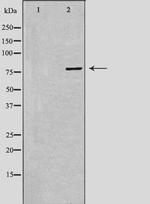 PAK7 Antibody in Western Blot (WB)