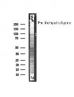 Methylated Lysine Polyclonal Antibody
