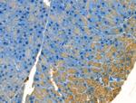 PPY Antibody in Immunohistochemistry (Paraffin) (IHC (P))