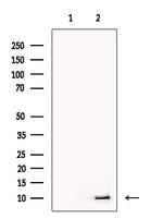 PPY Antibody in Western Blot (WB)
