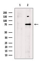 Parg Polyclonal Antibody
