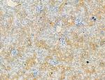 TSPO Antibody in Immunohistochemistry (Paraffin) (IHC (P))