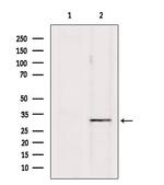 PD-1 Antibody in Western Blot (WB)