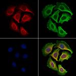 PDE1C Polyclonal Antibody