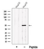 PDE7B Polyclonal Antibody