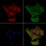 PECI Antibody in Immunocytochemistry (ICC/IF)