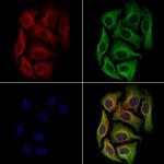 PEN2 Polyclonal Antibody