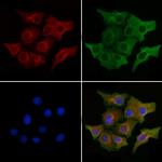 PERP Polyclonal Antibody