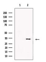 PGP Antibody in Western Blot (WB)