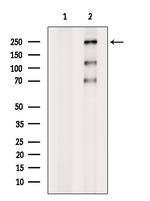 PHF3 Antibody in Western Blot (WB)