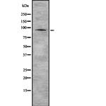 PI4KB Antibody in Western Blot (WB)