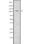 PIK3CD Polyclonal Antibody