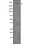 Plectin Polyclonal Antibody
