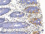 PLXNA4 Antibody in Immunohistochemistry (Paraffin) (IHC (P))