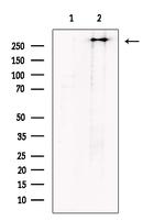 Polycystin 1 Antibody in Western Blot (WB)