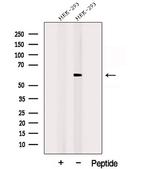POPDC3 Polyclonal Antibody