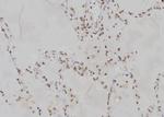 PPP2R2A Antibody in Immunohistochemistry (Paraffin) (IHC (P))