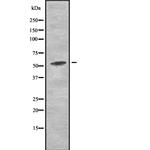 AMPK alpha-2 Polyclonal Antibody