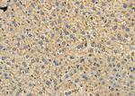 PrP Antibody in Immunohistochemistry (Paraffin) (IHC (P))