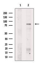 PREP Antibody in Western Blot (WB)