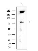 PROX1 Polyclonal Antibody