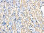 PRRG4 Polyclonal Antibody