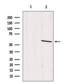 PSAP Antibody in Western Blot (WB)