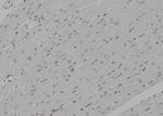PSMA4 Antibody in Immunohistochemistry (Paraffin) (IHC (P))