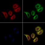 PTGES2 Polyclonal Antibody
