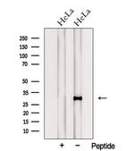 PTGES2 Antibody in Western Blot (WB)