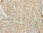 PU.1 Antibody in Immunohistochemistry (Paraffin) (IHC (P))