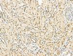 PU.1 Antibody in Immunohistochemistry (Paraffin) (IHC (P))