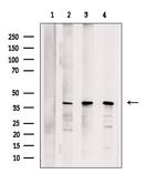 PURA Antibody in Western Blot (WB)